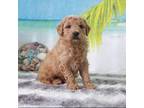 Mutt Puppy for sale in Palm Beach, FL, USA
