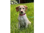 Rapunzel, Labrador Retriever For Adoption In Atlanta, Georgia