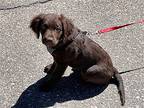 Sage, Labrador Retriever For Adoption In Evergreen, Colorado
