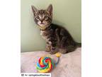 Urgent!! Foster Home Needed, American Shorthair For Adoption In Westwood