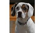 Nala, Jack Russell Terrier For Adoption In Irwin, Pennsylvania
