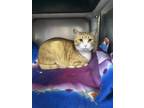 Buttercup, Domestic Shorthair For Adoption In Ponderay, Idaho