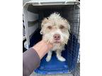 Bentley, Terrier (unknown Type, Medium) For Adoption In Burleson, Texas