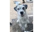 Sofie, Terrier (unknown Type, Medium) For Adoption In Burleson, Texas