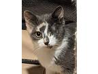 Taffy, Domestic Shorthair For Adoption In Fremont, Nebraska