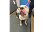 Maxil, American Pit Bull Terrier For Adoption In Washington