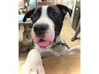 Massive, American Pit Bull Terrier For Adoption In Newport, North Carolina