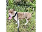 Tornado, American Pit Bull Terrier For Adoption In Newport, North Carolina