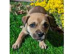 Jazzy, Cairn Terrier For Adoption In Sedalia, Colorado