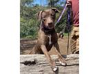 Betty, Labrador Retriever For Adoption In Jamestown, California