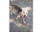 Simon, Labrador Retriever For Adoption In Langley, British Columbia