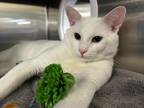 Jay, Domestic Shorthair For Adoption In West Bloomfield, Michigan