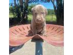 Labrador Retriever Puppy for sale in Sulphur Springs, TX, USA