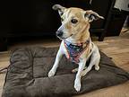 Guero, Terrier (unknown Type, Medium) For Adoption In New York, New York
