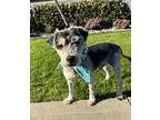 Fozzy, Terrier (unknown Type, Medium) For Adoption In Lynnwood, Washington