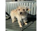 Bagel, Terrier (unknown Type, Small) For Adoption In Lynnwood, Washington