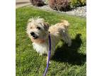 Nugget, Terrier (unknown Type, Small) For Adoption In Lynnwood, Washington