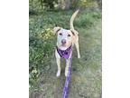 Maggie (lab Mix), Labrador Retriever For Adoption In Lynnwood, Washington