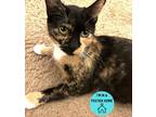 Blossom, Domestic Shorthair For Adoption In Philadelphia, Pennsylvania