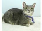 Mickey (purrfect Day Cafe), Domestic Shorthair For Adoption In Louisville