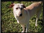 Minnie, Labrador Retriever For Adoption In Cedartown, Georgia