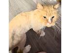 Chester - Couch Companion, Domestic Longhair For Adoption In Spring Grove