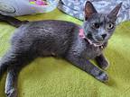 Pelusa, Russian Blue For Adoption In Spring Grove, Illinois