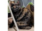 Luna, Domestic Shorthair For Adoption In The Colony, Texas