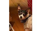 Lucky Boy, Rat Terrier For Adoption In Caldwell, New Jersey