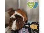 Juanito, Guinea Pig For Adoption In Sacramento, California
