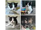 Cosmo, Domestic Shorthair For Adoption In Phoenix, Arizona