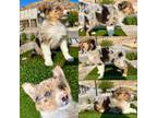 Border Collie Puppy for sale in Newport Beach, CA, USA