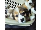Cardigan Welsh Corgi Puppy for sale in Tallahassee, FL, USA