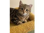 Harry And Larry Kittens, Domestic Shorthair For Adoption In Milmay, New Jersey