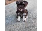 Schnauzer (Miniature) Puppy for sale in Canton, GA, USA