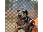 Doberman Pinscher Puppy for sale in Covington, GA, USA