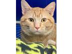 Ruach, Domestic Shorthair For Adoption In Eau Claire, Wisconsin