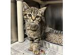 Scarlet 1/4, Domestic Shorthair For Adoption In Detroit, Michigan