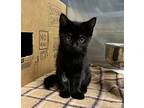 Saucy 3/4, Domestic Shorthair For Adoption In Detroit, Michigan