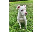 Tina, American Pit Bull Terrier For Adoption In Little Rock, Arkansas