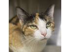 Maisy, Domestic Shorthair For Adoption In Palm Springs, California
