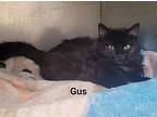 Gus, Domestic Longhair For Adoption In Cedar Rapids, Iowa