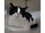 Petey (bonded With Perry), Domestic Shorthair For Adoption In St.