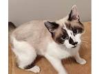 Jamaica, Domestic Shorthair For Adoption In South Bend, Indiana