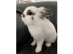 Sophia, Lionhead For Adoption In West Palm Beach, Florida