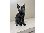 Olive, Domestic Shorthair For Adoption In Winter Haven, Florida