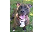 Stella, American Pit Bull Terrier For Adoption In Bensalem, Pennsylvania