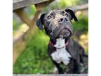 Remington, American Pit Bull Terrier For Adoption In Oakland, California