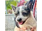 Stormy, Terrier (unknown Type, Medium) For Adoption In Oakland, California