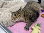 Poppy, Domestic Shorthair For Adoption In Oshkosh, Wisconsin